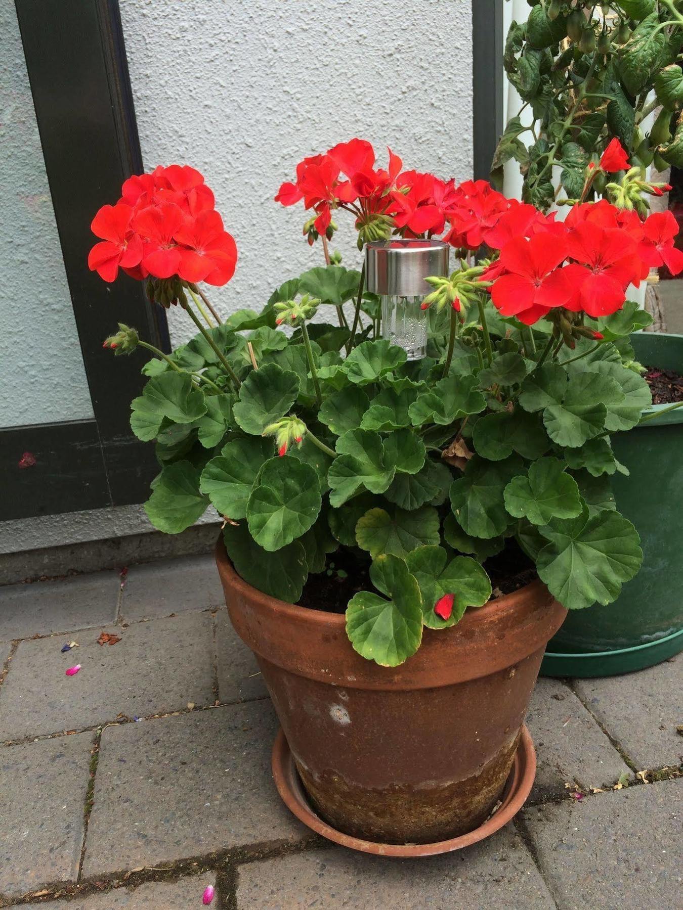 Garden Bed And Breakfast Крайстчърч Екстериор снимка