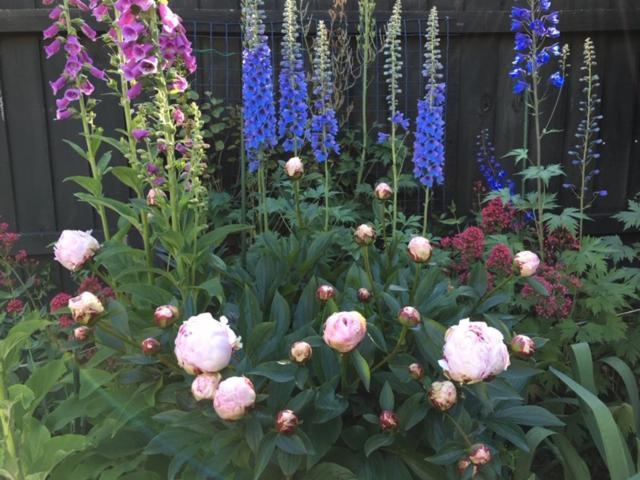Garden Bed And Breakfast Крайстчърч Екстериор снимка