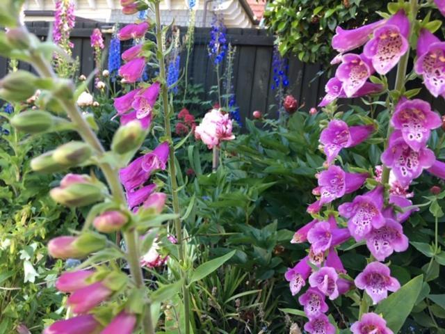 Garden Bed And Breakfast Крайстчърч Екстериор снимка